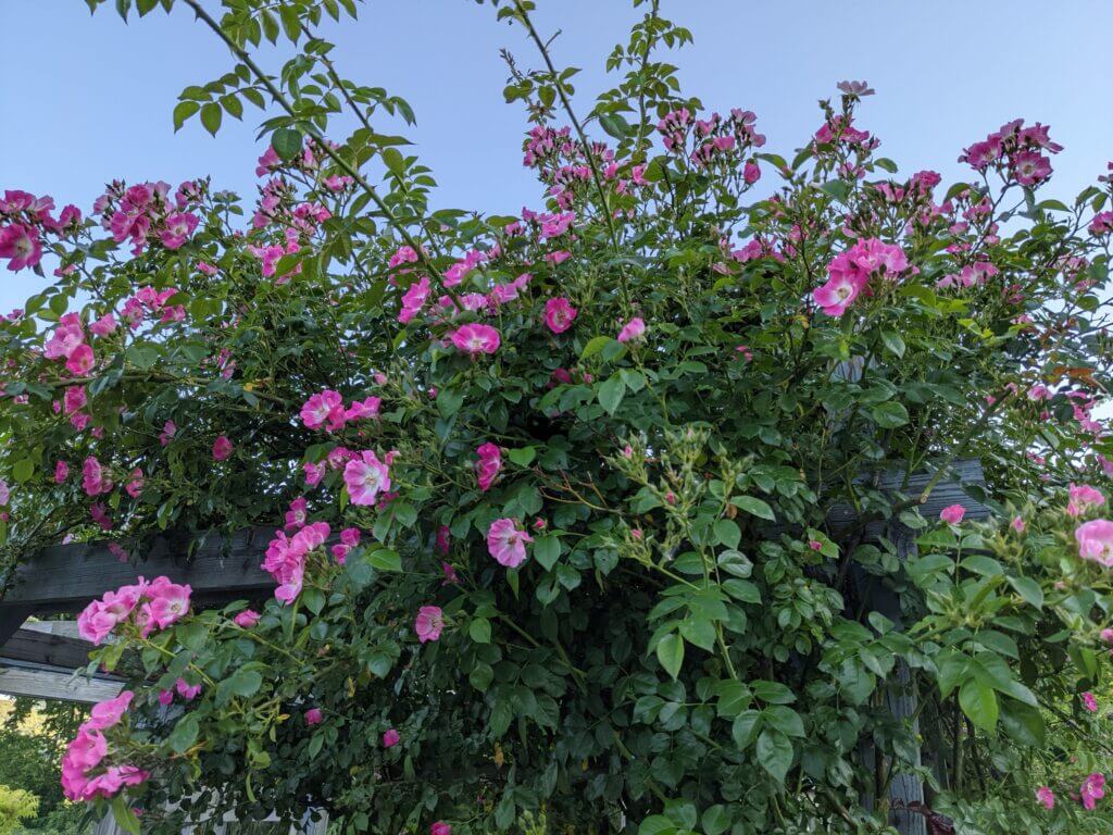‘American Pillar’ rambler rose. Photo: Leon Ginenthal