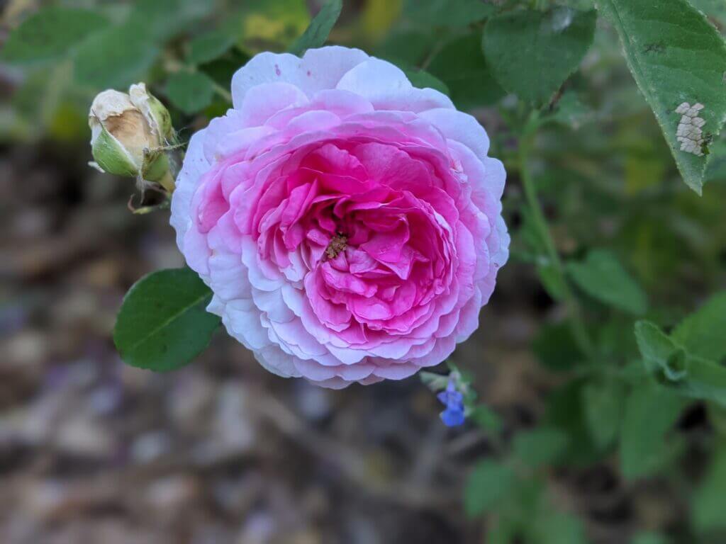 ‘Geschwind’s Orden’ rambler rose. Photo: Leon Ginenthal