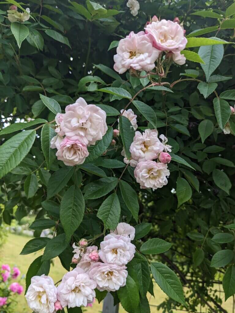 'White Mountains' ramber rose. Photo: Leon Ginenthal