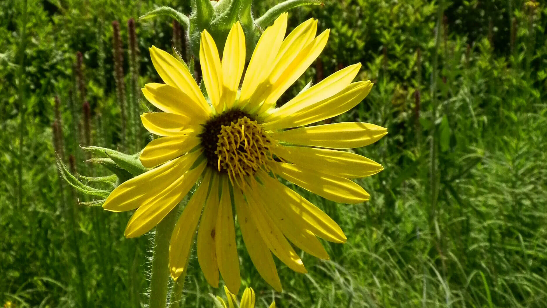 Compass plant flower in a field