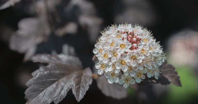 Native Plant Species to Use Instead of Invasive Plants