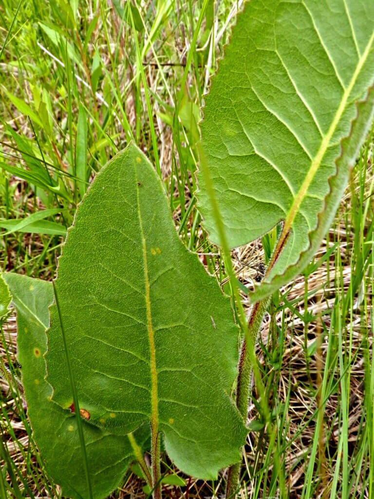 Prairie Dock leaves