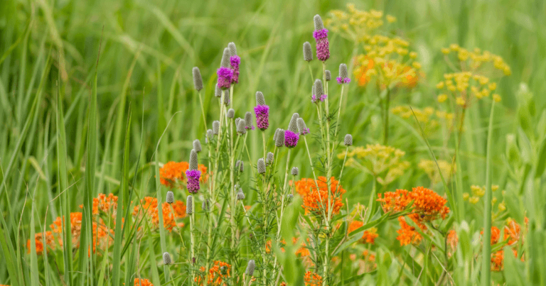 FAQs and Guides for Growing Native Plants and Prairies