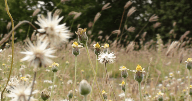 Managing Weeds in Pollinator Gardens
