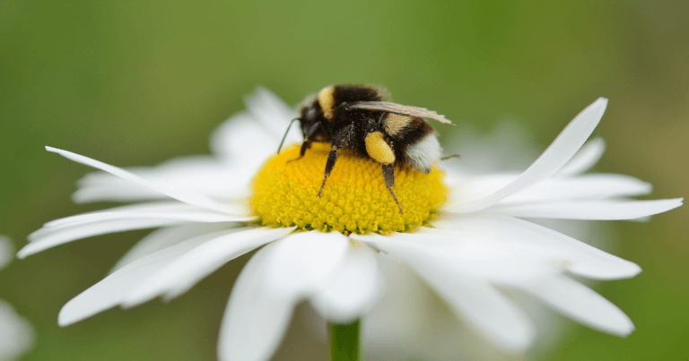 Create Habitat for Stem Nesting Bees