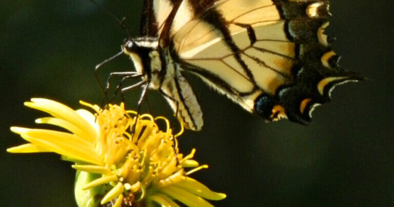 Tiger swallowtail butterfly on a yellow cup plant