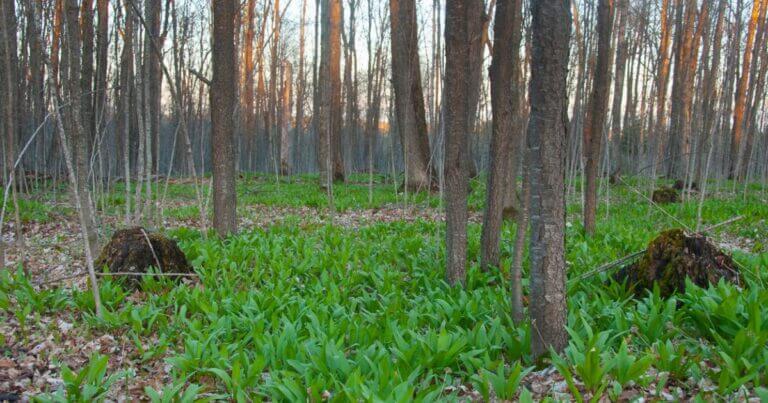 Foraging for Edible Native Plants