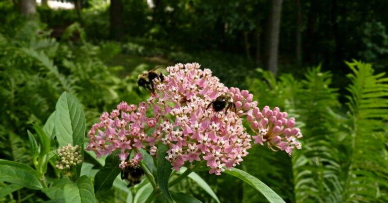 Bumblebees on a swamp milkweed flower in partial shade