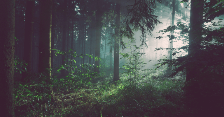 Micro Forests & the Miyawaki Method: A Better Way to Build Forests?