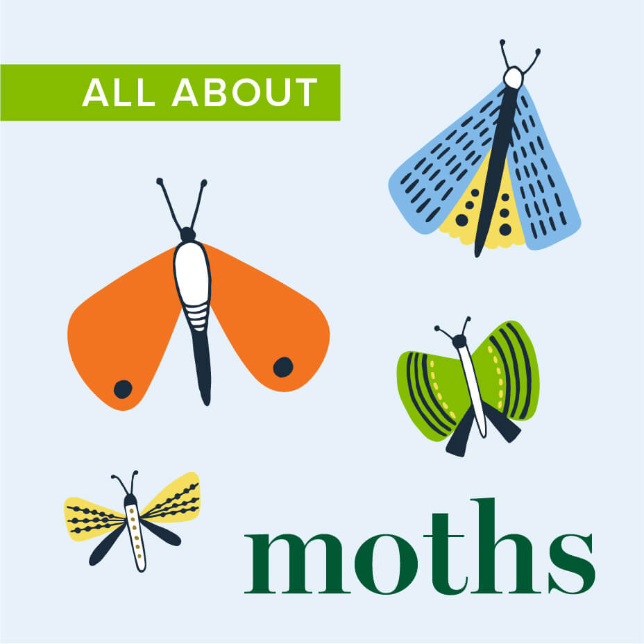All About Moths