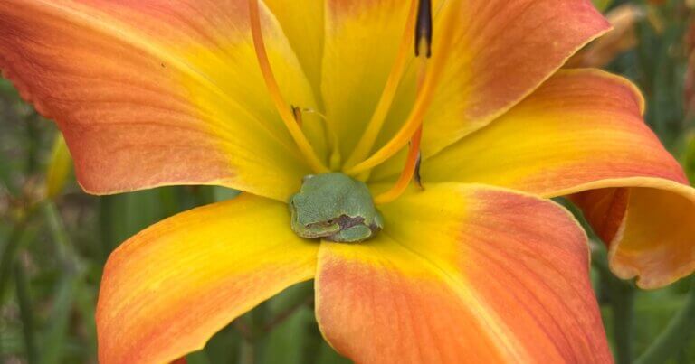 Daylily in sun with small frog seated inside. Photo courtesy of Mary Lahr Schier.