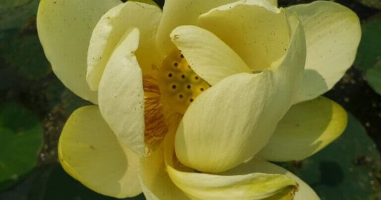 American lotus flower in bloom, courtesy of Dawn Tanner, PhD, Conservation Biology
