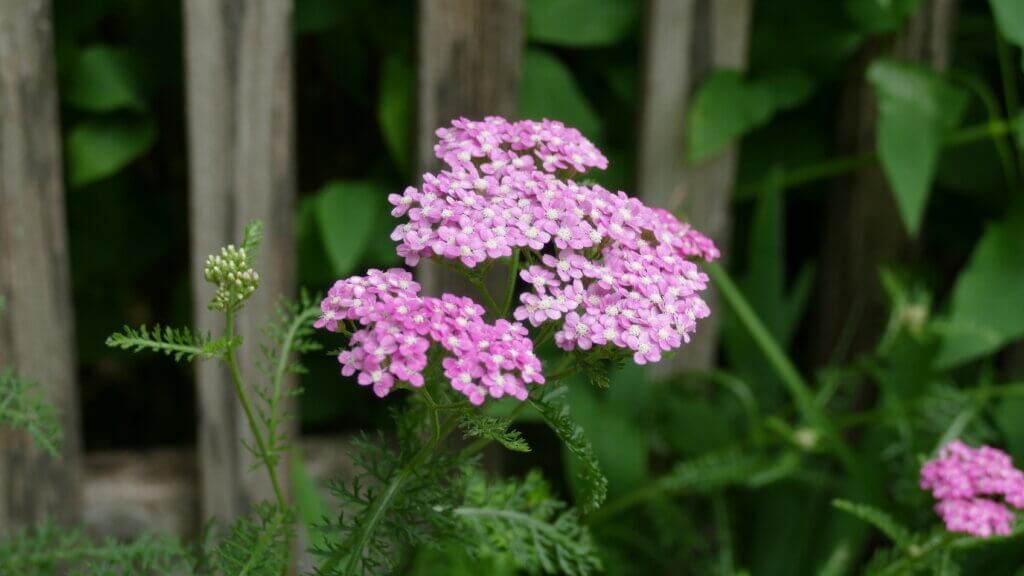 Pink yarrow on fence. Image courtesy of Mary Lahr Schier.