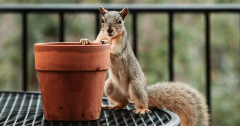 A squirrel stands next to an empty pot smiling