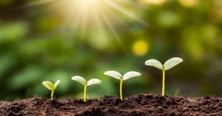 Living Soil, Healthy Garden