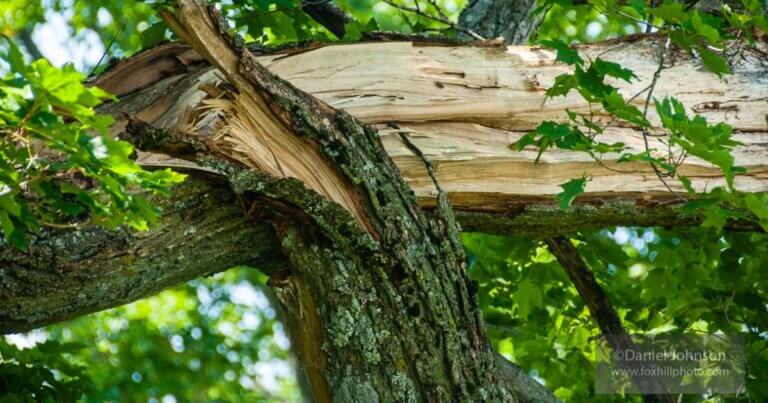 Branch damaged after a storm
