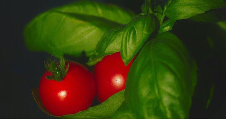 Sweet basil and cherry tomatoes