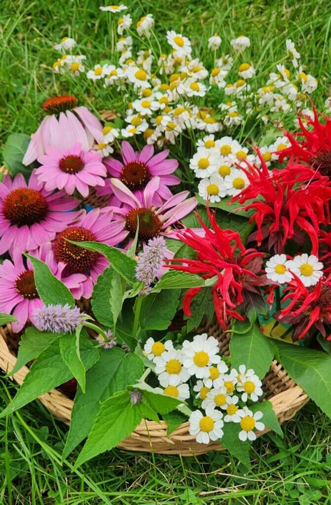 Collection of tea garden flowers and herbs