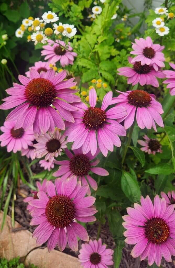 Echinacea growing in a tea garden