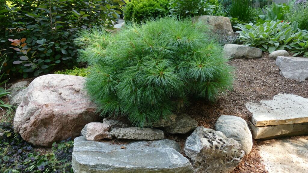 Close up of a dwarf pine surrounded by stones.