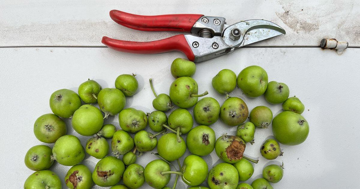 A collection of green apples shown with insect damage