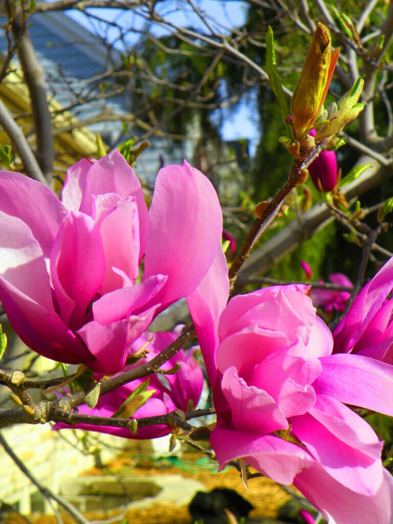 Ann Magnolia pink flower