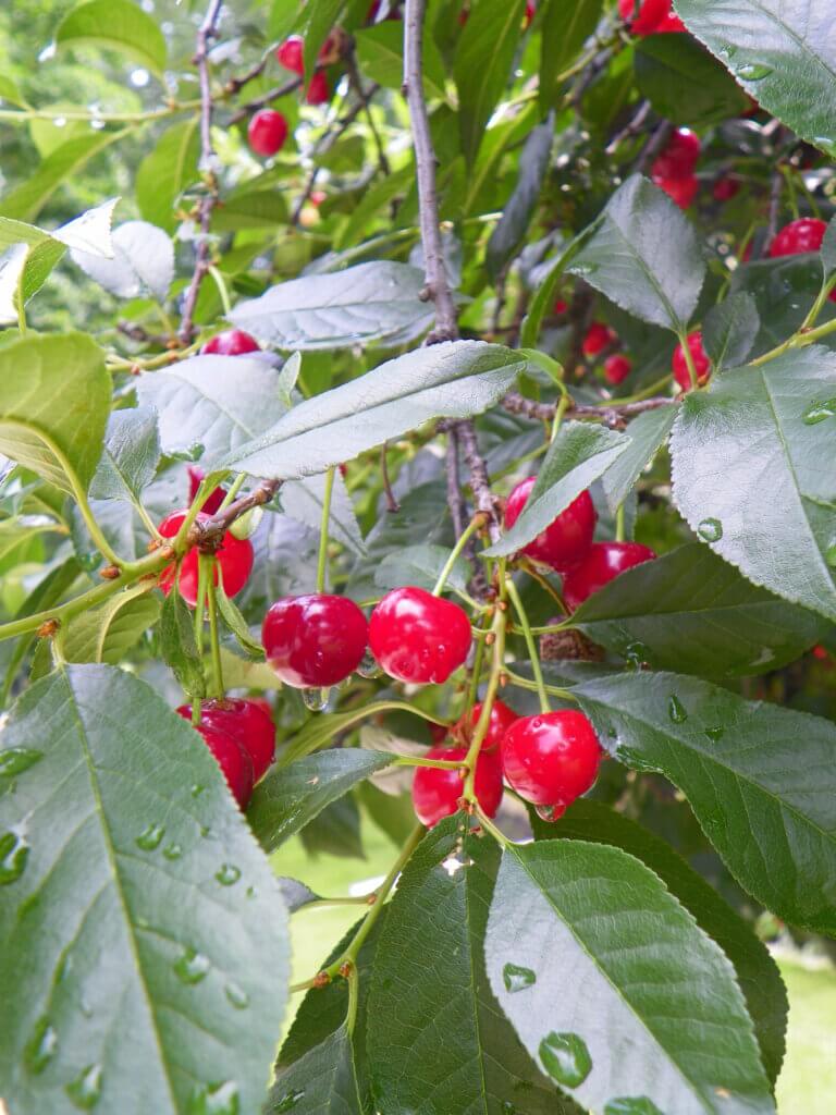 Meteor Cherry tree