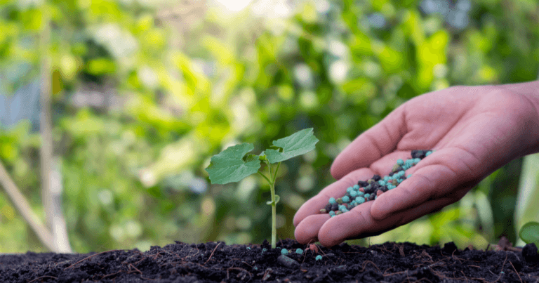 Quick Guide: How to Fertilize Your Garden Correctly