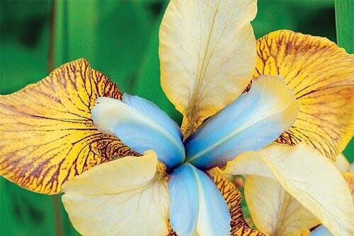Siberian iris