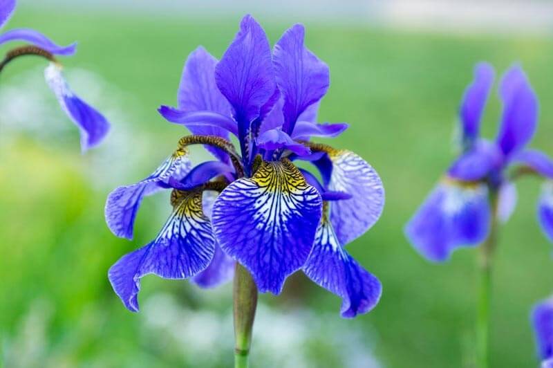 Siberian Iris