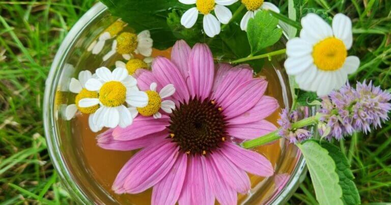 Herbal tea from common garden plants