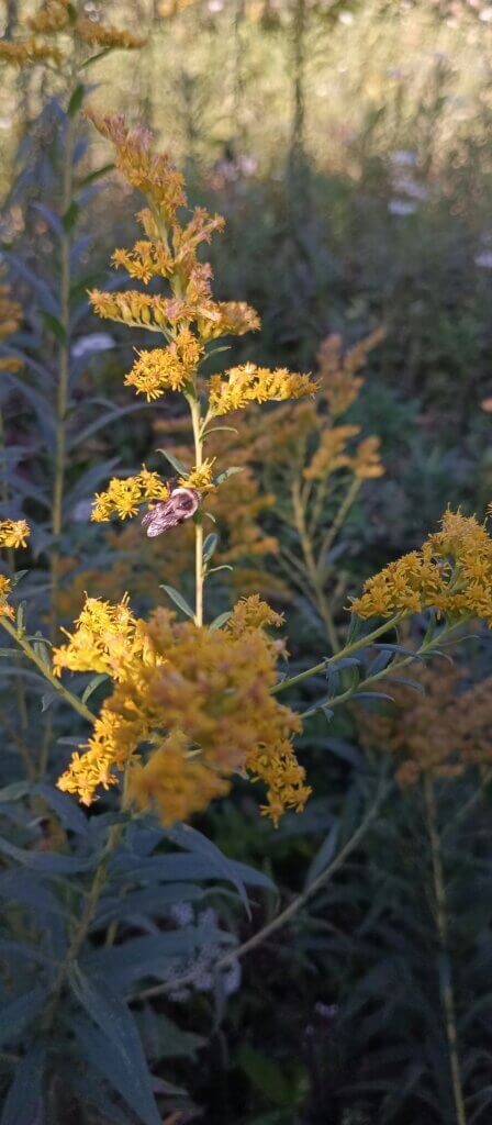 A native bee feasts on the pollen from goldenrod in a prairie.