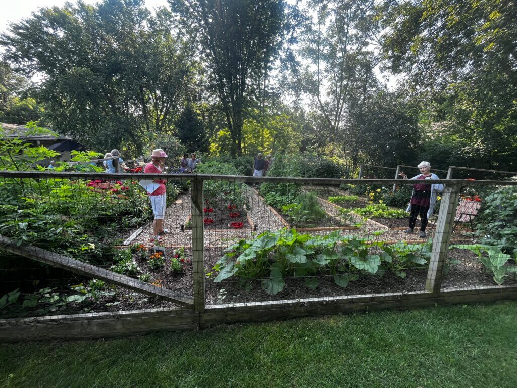 Vegetable garden surrounded by deer fencing in northern Minneapolis suburb.