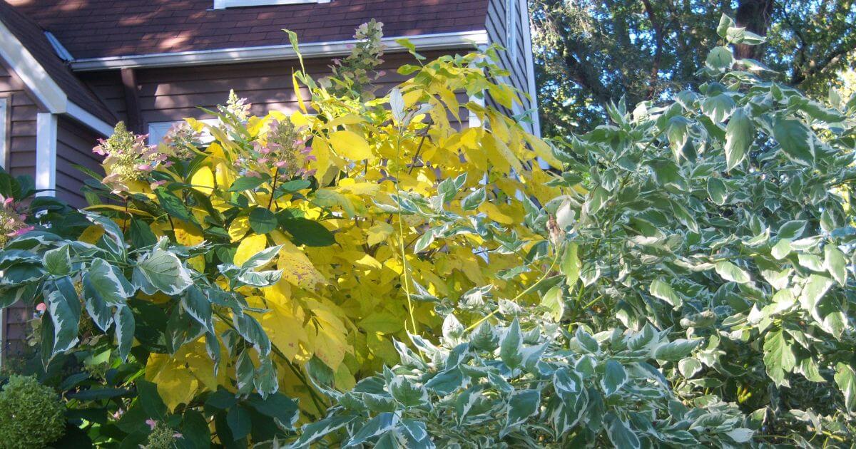 Garden Glow dogwood planted by house foundation