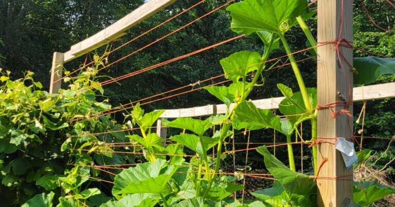 Framework for pumpkin vines