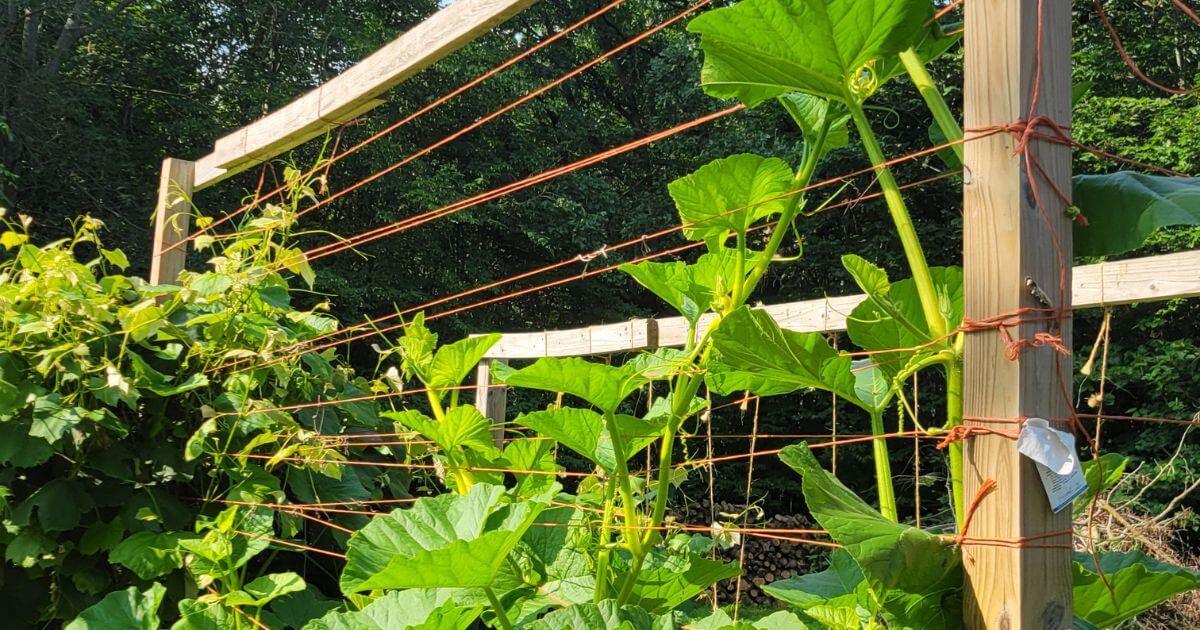 Framework for pumpkin vines