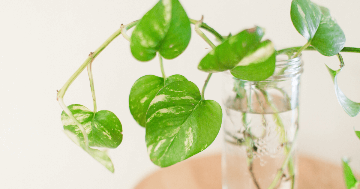 Propagate houseplant