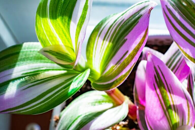 Home Propagation of Houseplants