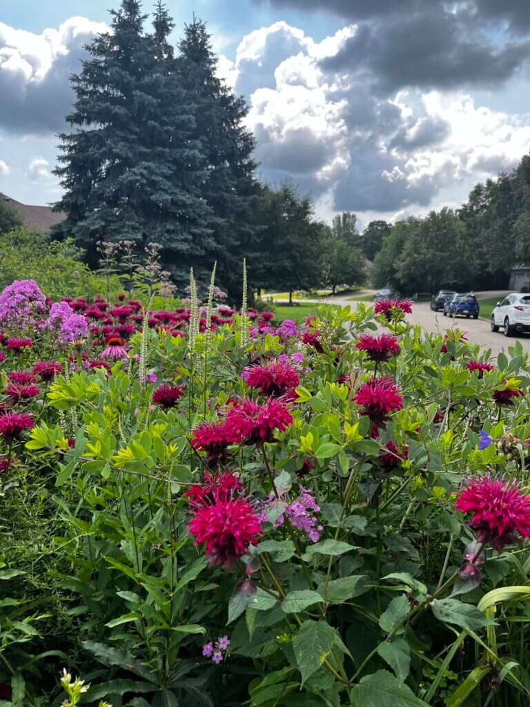 Boulevard garden filled with pollinator plants, including monarda and phlox.
