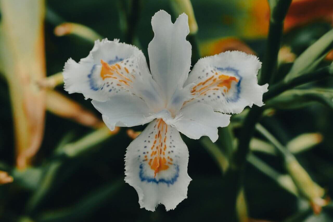 Iris