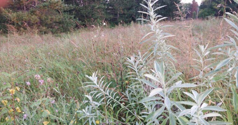 Native Prairie Sage starting on its spreading journey across a hilltop in the middle of a long-term restoration effort.
