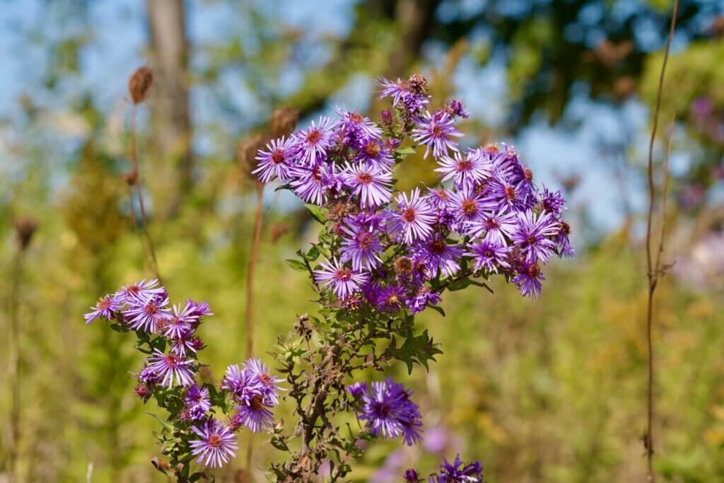 Spreading New England Aster pops in any prairie with its bright purple flowers in autumn. Photo by Ted Balmer on Unsplash.