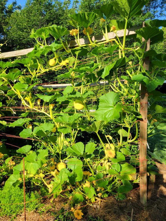 View of pumpkin vines growing vertically up a trellis