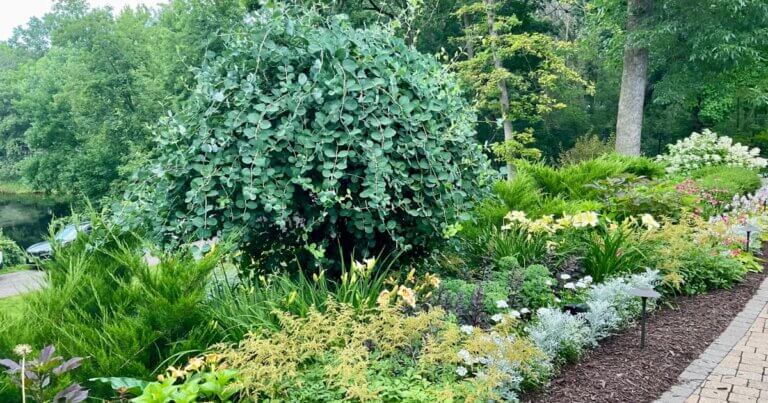 Kintzleys ghost in north oaks garden