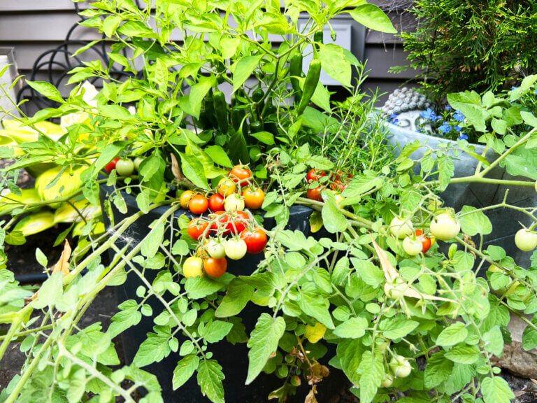 container tomato plant