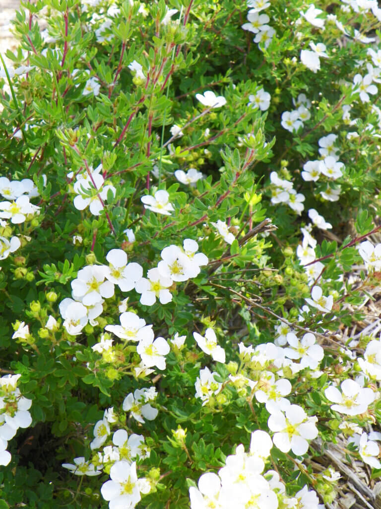 White potentilla