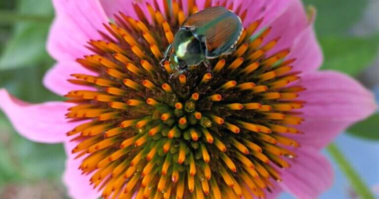 Japanese beetle on a coneflower