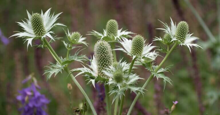 Sea Holly, an example of a silver plant