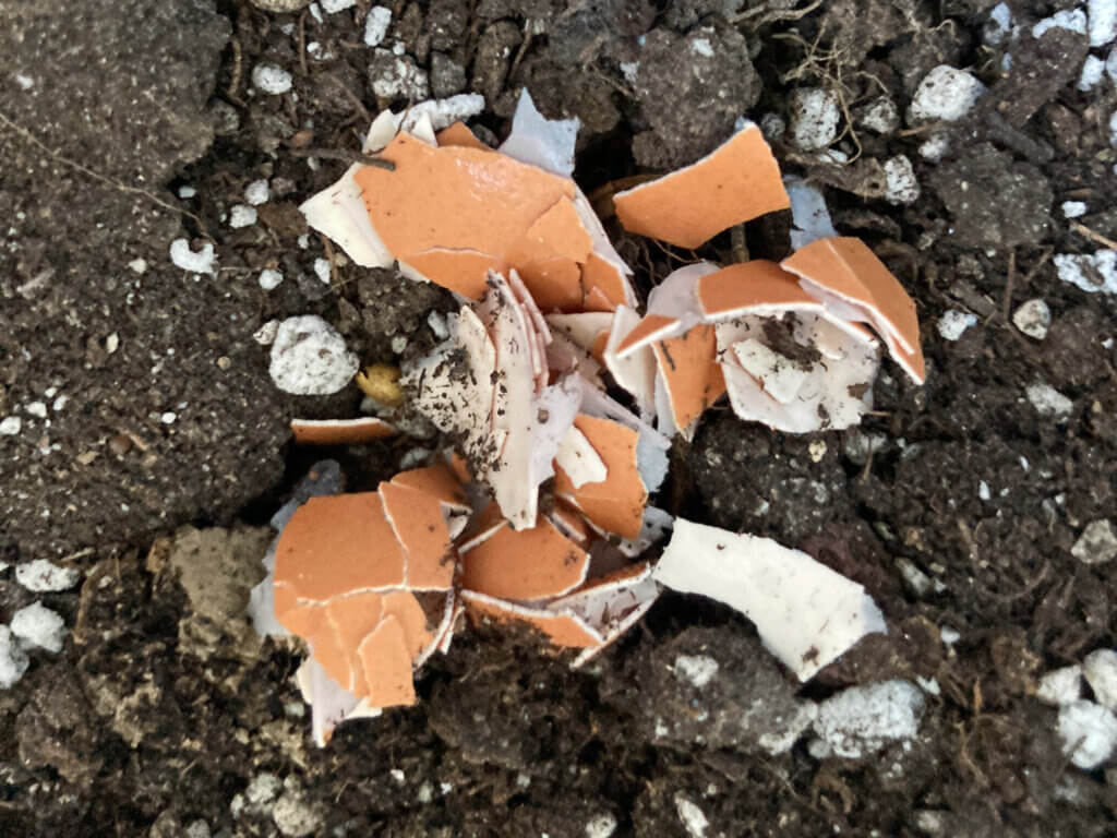 Eggshells mixed into garden soil