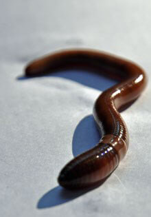 Jumping worm ID